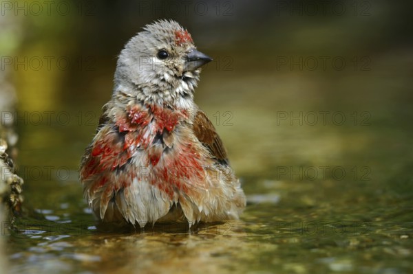Common Linnet (Linaria cannabina) male bathing in little stream, Mecklenburg-Western Pomerania, Germany