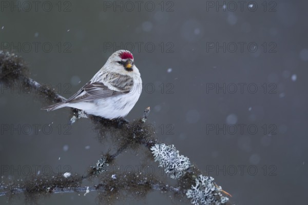 Arctic Redpoll - Polar-Birkenzeisig - Carduelis hornemanni exilipes, Finland