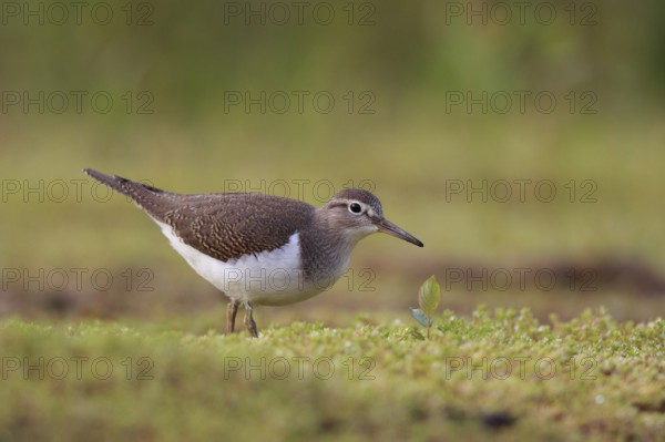 Common Sandpiper (Actitis hypoleucos) foraging, North Rhine-Westphalia, Germany