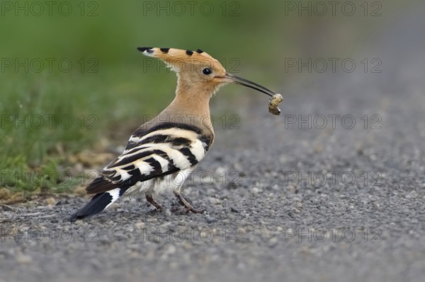 Eurasian Hoopoe (Upupa epops) foraging, Burgenland, Austria