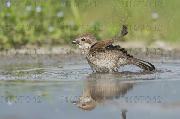 Red-backed Shrike (Lanius collurio) female bathing, Aosta Valley, Italy