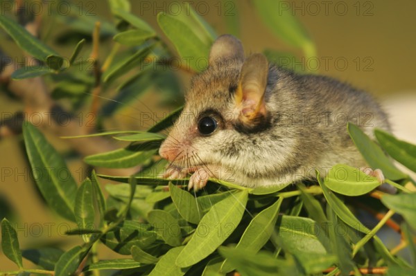 Gartenschläfer (Eliomys quercinus) adult Nahaufnahme in Büschen, Spanien