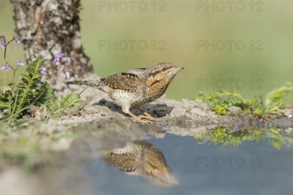 Eurasian Wryneck (Jynx torquilla) at water hole, Aosta Valley, Italy