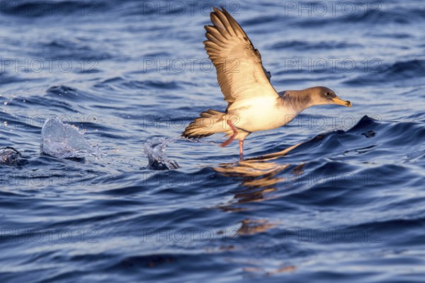 Cory's Shearwater (Calonectris borealis) flying, Ibiza, Spain