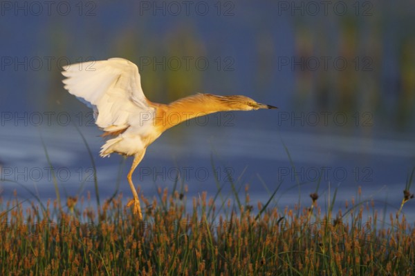 Squacco Heron (Ardeola ralloides) flying, Greece