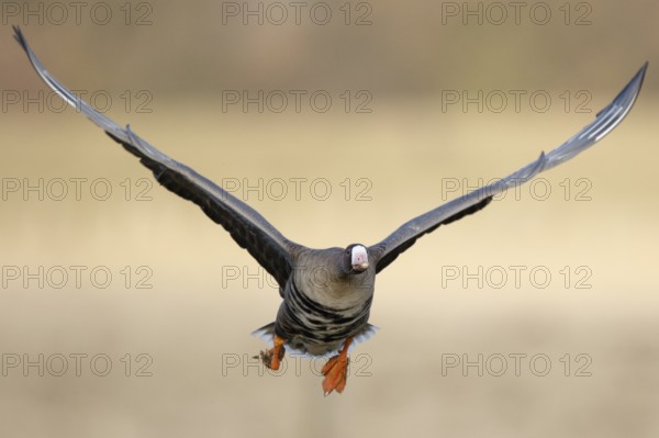 Greater White-fronted Goose (Anser albifrons) flying, North Rhine-Westphalia, Germany