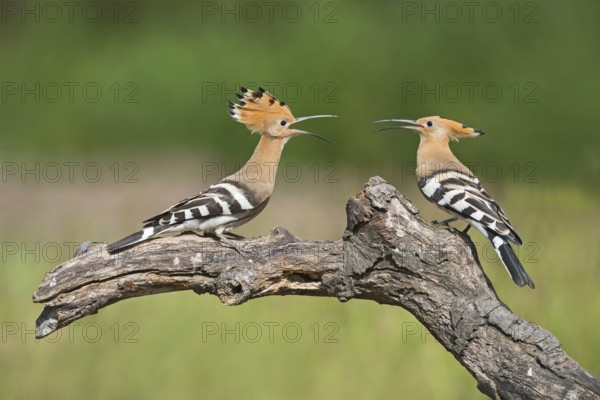 Eurasian Hoopoe (Upupa epops) fighting, Aosta Valley, Italy