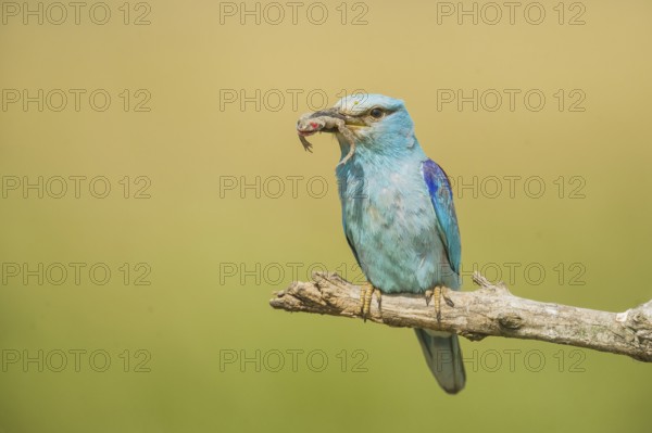 European Roller (Coracias garrulus) perched on a branch with frog in beak, Hortobagy National Park, Hungary