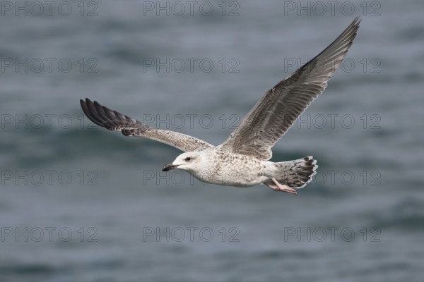 Great Black-backed Gull (Larus marinus) juvenile flying, North Sea, Germany