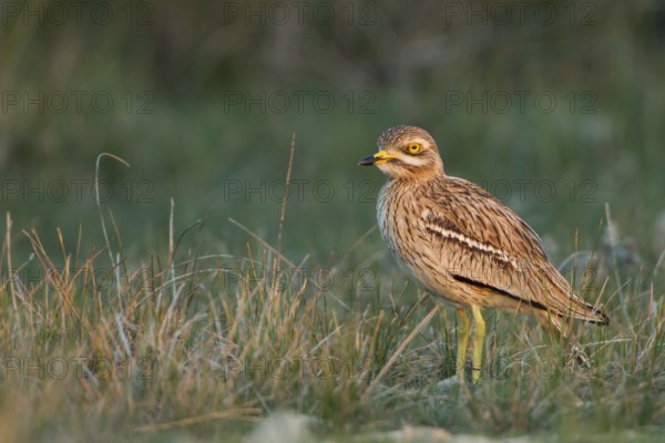 Eurasian Stone-curlew (Burhinus oedicnemus) in field, Dalmatia, Croatia