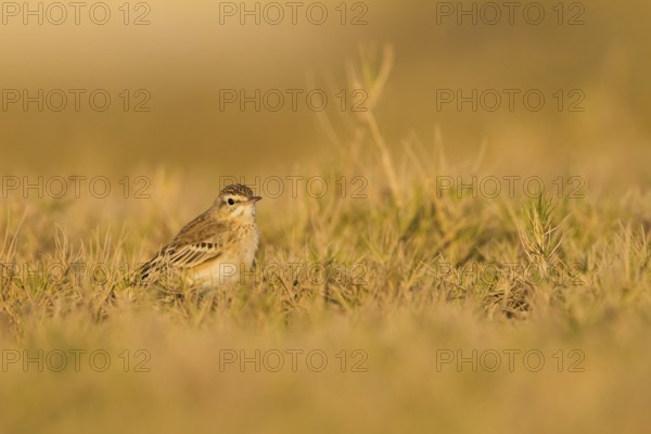 Tawny Pipit (Anthus campestris), Oman