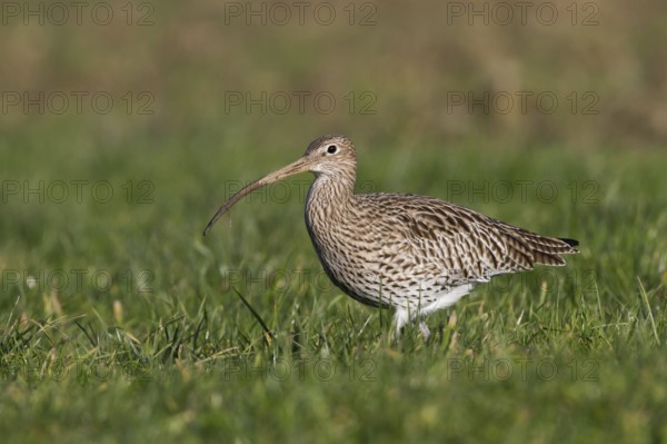 Eurasian Curlew (Numenius arquata), Thurgovia, Switzerland