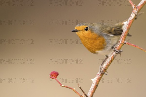 European Robin (Erithacus rubecula) perched on a branch, Aragon, Spain