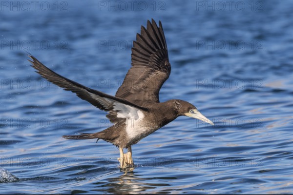 Brown Booby (Sula leucogaster) flying, Eilat, Israel