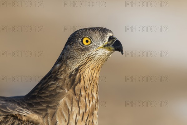 European Honey Buzzard (Pernis apivorus), Eilat, Israel