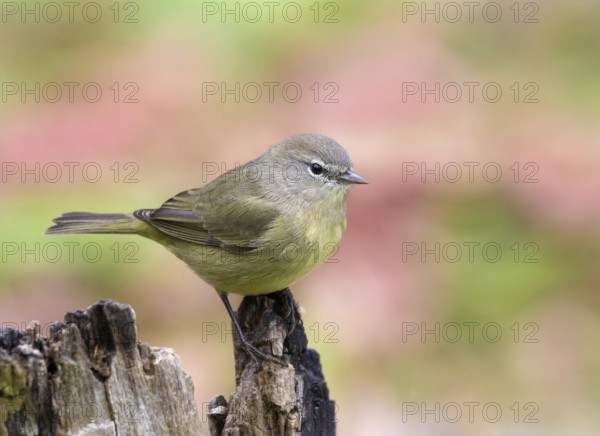 Orange-crowned Warbler, Oreothlypis celata, perched on a log in the Autumn in Saskatoon, Saskatchewan, Canada