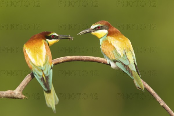 European Bee-eater (Merops apiaster) pair displaying, perched on a branch, Serbia