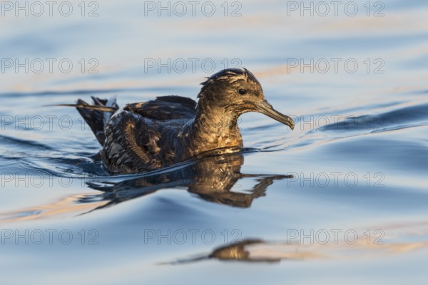 Sooty Shearwater (Ardenna grisea), Eilat, Israel