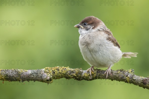Eurasian Tree Sparrow (Passer montanus) juvenile perched on a branch, Lower Saxony, Germany