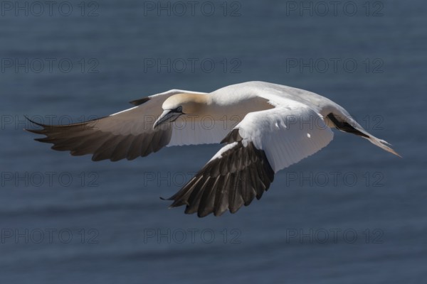 Northern Gannet (Morus bassanus) flying, Schleswig-Holstein, Germany
