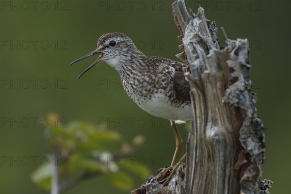 Wood Sandpiper (Tringa glareola) calling, Dalarna, Sweden