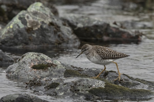 Wood Sandpiper (Tringa glareola), Dalarna, Sweden