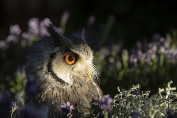 Southern White-faced Owl (Ptilopsis granti) captive, among flowers, Germany