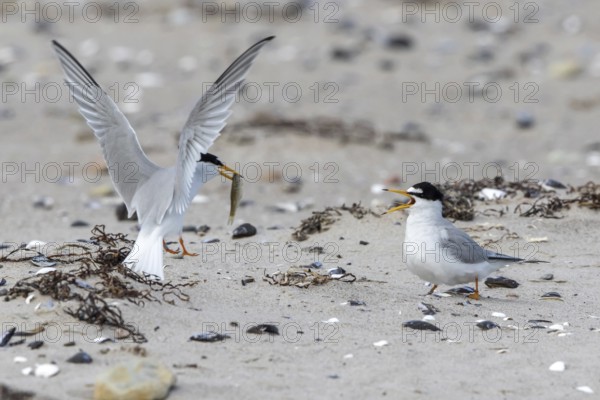 Little Tern (Sternula albifrons) pair displaying, Schleswig-Holstein, Germany