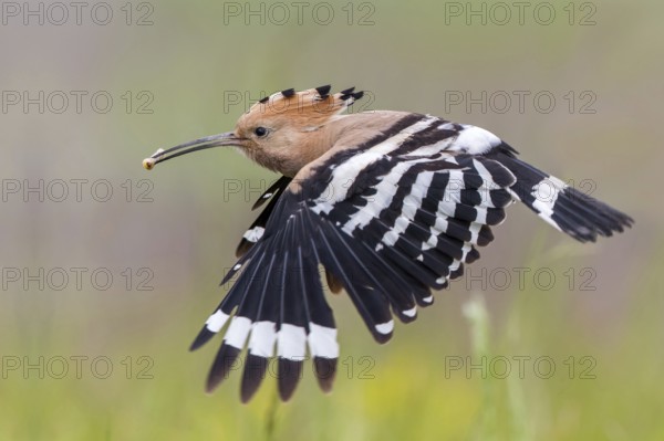 Eurasian Hoopoe (Upupa epops) flying with food in beak, Subotica, Serbia