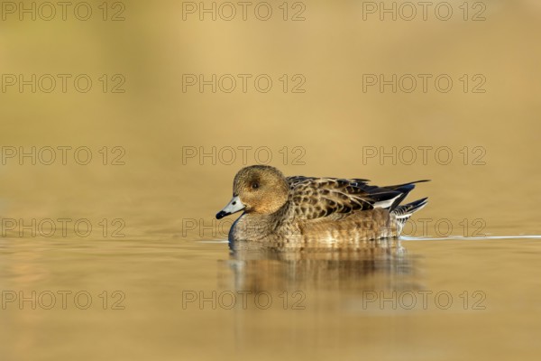 Eurasian Wigeon female swimming in golden hour from low point of view in the Reeuwijkse plassen Netherlands