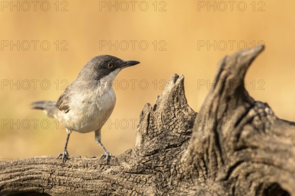 Western Orphean Warbler (Sylvia hortensis) male perched on a log, Extremadura, Spain