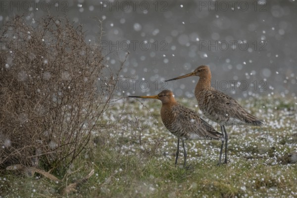 Black-tailed Godwit (Limosa limosa), Schleswig-Holstein, Germany