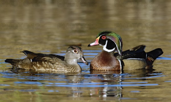 Wood Duck (Aix sponsa) male, California, USA