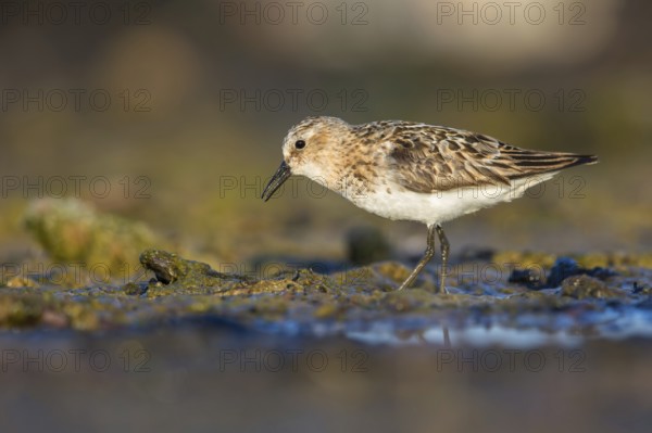 Little Stint (Calidris minuta) foraging, Poland