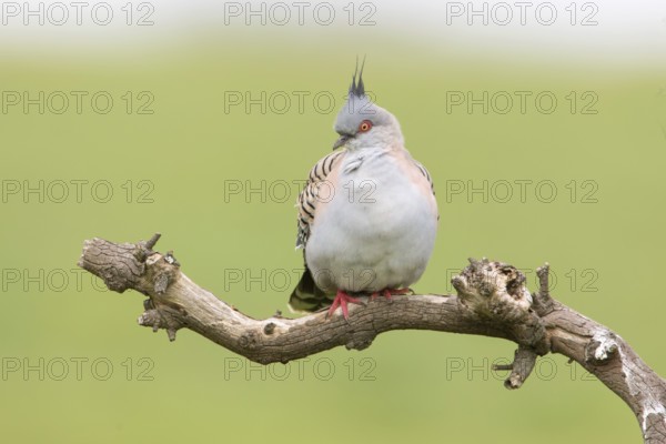 Crested Pigeon (Ocyphaps lophotes) perched on a branch, Victoria, Australia