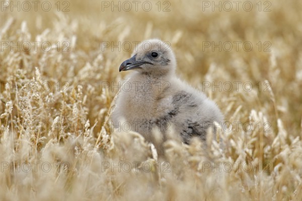 Young hidden brown skua, Catharacta antarctica, water bird sitting in the autumn grass, Norway. Skua in the nature habitat. Bird in the red grass habitat with evening light. Wildlife scene from nature