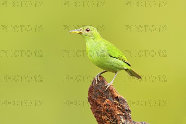 Female of Green Honeycreeper, Chlorophanes spiza, exotic tropic malachite green and blue bird form Costa Rica. Tanager from tropic forest. Close-up portrait of nice animal in habitat