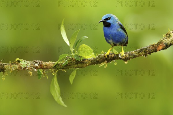 Shining Honeycreeper, Cyanerpes lucidus, exotic tropic blue tanager with yellow leg, Costa Rica. Blue songbird in the nature habitat. Beautiful blue exotic tropic blue bird with yellow leg, Panama