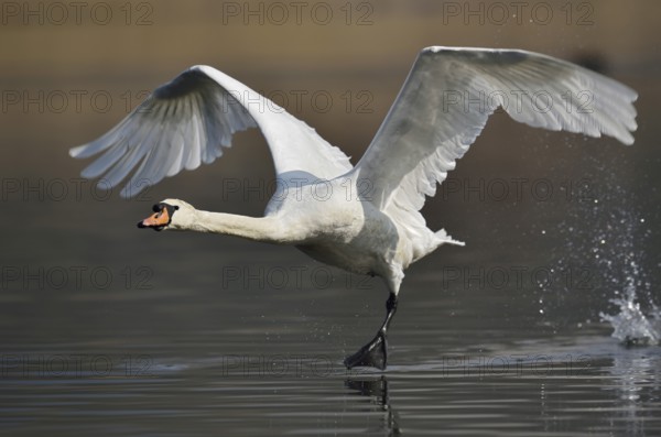 Mute swan (Cygnus olor) taking off, North Rhine-Westphalia, Germany