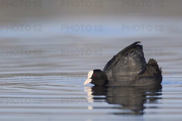 Eurasian Coot (Fulica atra) swimming threateningly, North Rhine-Westphalia, Germany