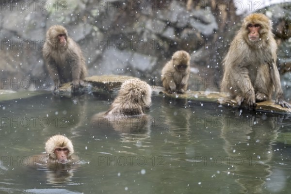 Japanese macaques (Macaca fuscata), wet, bathing, in winter, snowfall, Jigokudani Snow Monkey Park, Yamanouchi, Shimotakai, Nagano Prefecture, Japan