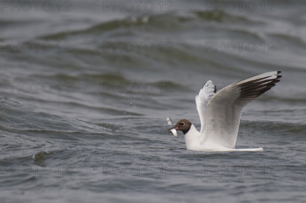 Black-headed gull (Chroicocephalus ridibundus) in summer plumage, with a small fish in its beak, near Hvide Sande, Ringkøbing Fjord, North Sea, Denmark