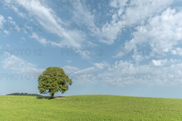 A majestic green tree dominates a grassy hill and basks in the sun. Its lush foliage contrasts beautifully with the blue sky and gentle clouds, creating a tranquil outdoor setting. Champagnole, Jura, France