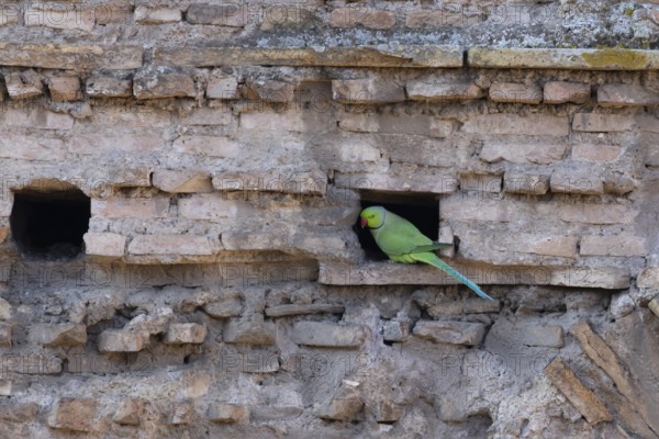 Ring-necked parakeet (Psittacula krameri) adult bird looking out of a hole in an ancient wall in the city, Rome, Italy