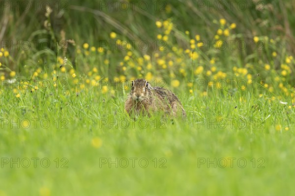 European hare (Lepus europaeus), Vulkaneifel, Rhineland-Palatinate, Germany