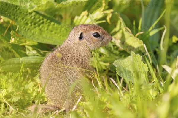 An adult European ground squirrel (Spermophilus citellus) or European souslik stands in a meadow with tall green vegetation on a sunny day and eats from it