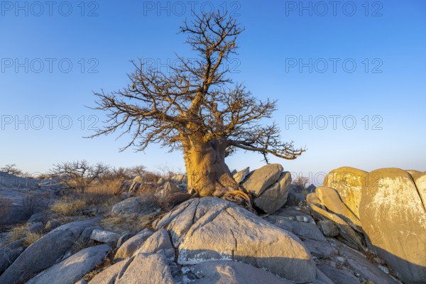 African baobab or baobab tree (Adansonia digitata), tree between round rocks in the evening light, Kubu Island (Lekubu), Sowa Pan, Makgadikgadi salt pans, Botswana