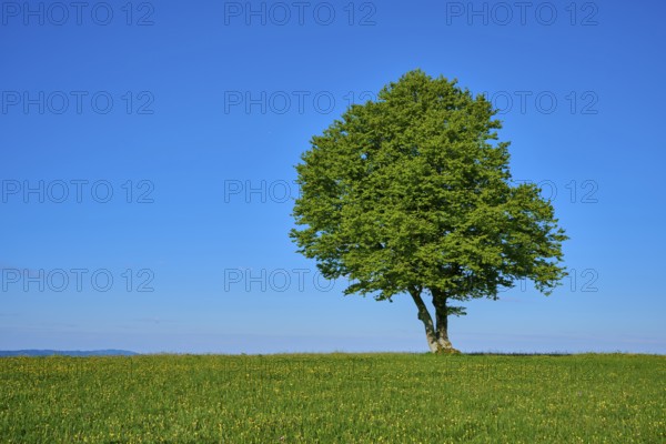 A large green copper beech on a green meadow, spring, Schauinsland, Freiburg im Breisgau, Black Forest, Baden-Württemberg, Germany