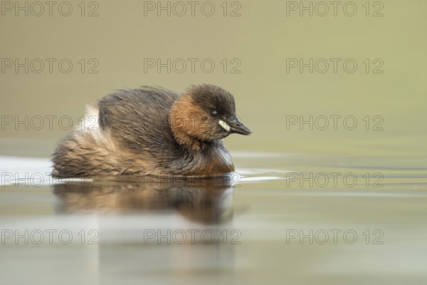 Fluffed up... Little grebe (Tachybaptus ruficollis), small, often hidden native water bird, smallest diver species, wildlife, native nature, animal world, Germany