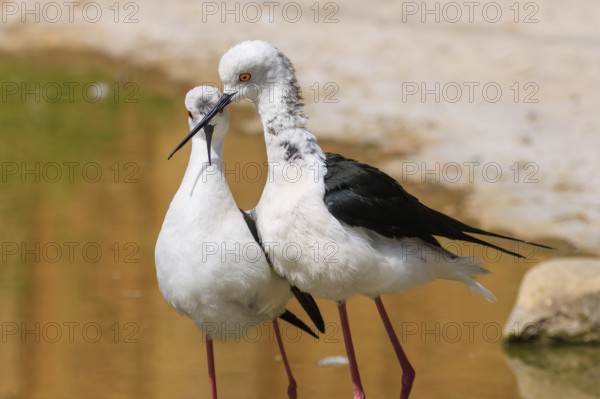 Two birds with black and white feathers standing close together at the water's edge, Black Black-winged Stilt (Himantopus himantopus), France